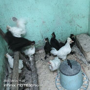 ineklerin satisi: Sultan toyuqun cücələri satilir ag sultan qara sultan — 1