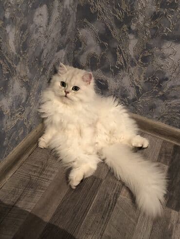 британская шиншилла баку: Шиншилла, Самец, Для вязки, Самовывоз — 2