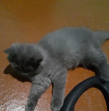 inek satışı: Satilir qiz pisiyidi 5ayliqdi oynayandi — 4