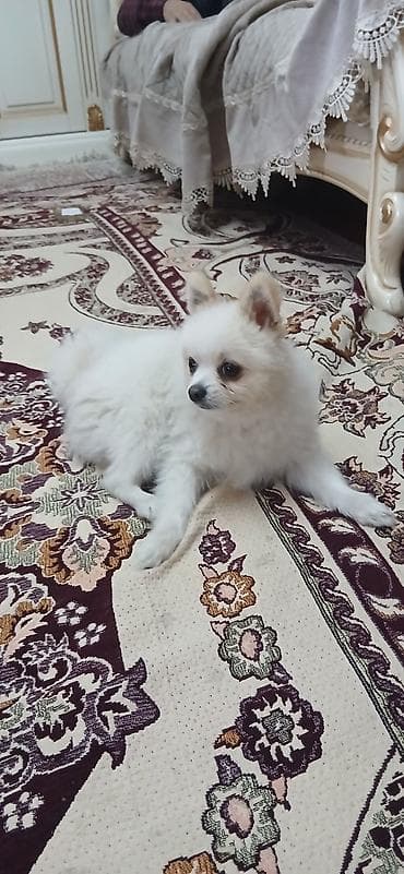 kicik itlər: Şpitz, 1 il, Erkek — 1