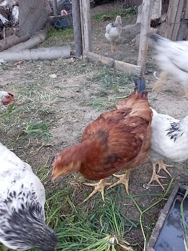 yarasa yuvası fiyatı: Məhsul: Qarışıq cins kənd toyuqları (ağ-qara ləkəli və qırmızı tünd — 1