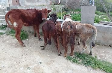 Телята: Ərkək dişi danalar 600 den 1600 manata qeder — 1