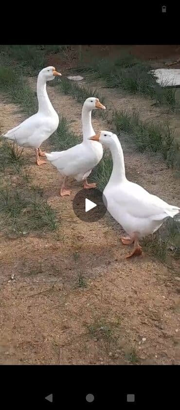 Kök qazlardi biri 50 manat 2 dişi bir Erkey ünvan Bilgəh