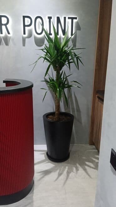 саженцы малины тарус: Qazon landşaft #qazon #torf #torf250litrlik Ekolayf #ekolayf balaken — 13