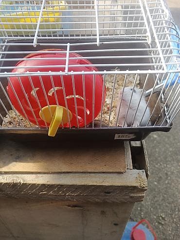 Hamster və qəfəs dəsti - Növ: kiçik ev heyvanı – hamster - Dəst