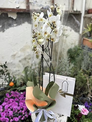 enginar harda satilir: Orxideya cüt çubuq 40azn. Hədiyyəlik bağlama +hədiyyəlik paket əlavə — 2