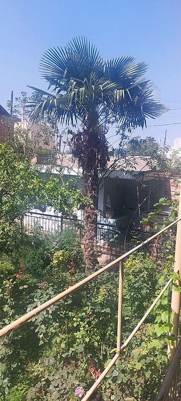 Satılır: Hündür dekorativ palma ağacı (Trachycarpus fortunei – külək