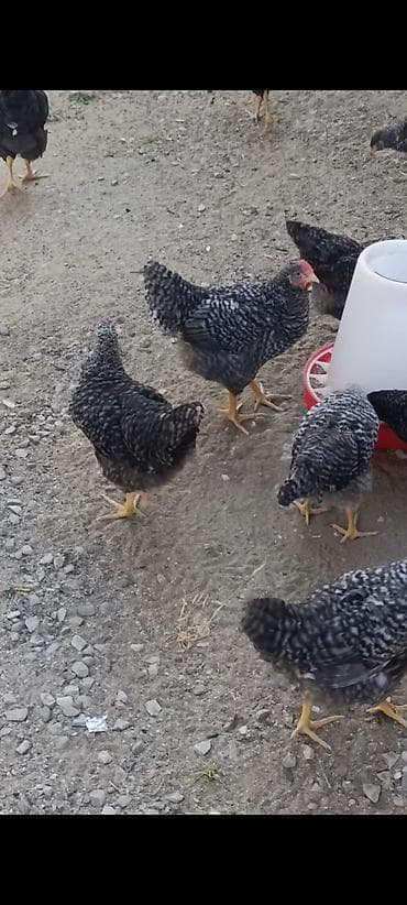 2 ayliq cuceler: Toyuq cücələri, Damazlıq — 1