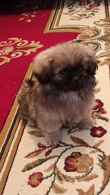 Собаки: Пекинес, 2 месяца, Самец, С прививками, Платная доставка — 2