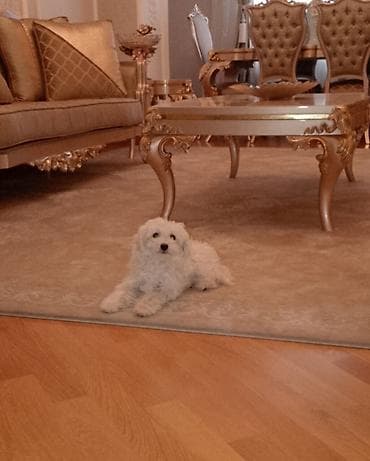 gence itler: Malta bolonka, 2 ay, Dişi, Ünvandan götürmə — 2