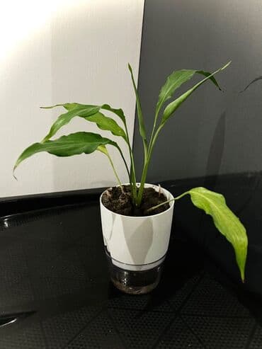 Çöl bitkiləri: Spathiphyllum — 1