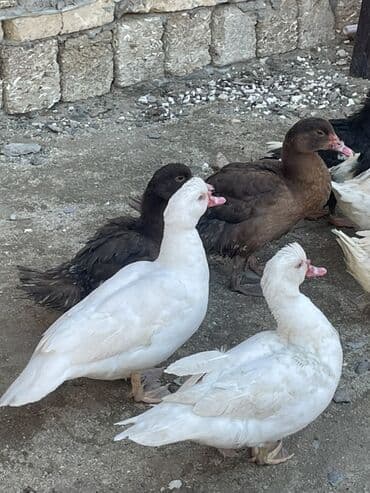 Утки: Moskovi ördəkləri (indo duck) – bir neçə baş Xüsusiyyətlər: - — 1