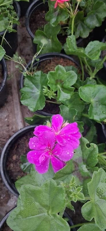 çiçek: Məhsul: Saksıda sardunya (Pelargonium) – müxtəlif rənglərdə [TƏK — 9