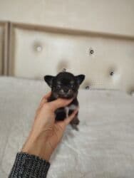 çoban itleri: Çixuahua, 1 ay, Peyvəndli — 2