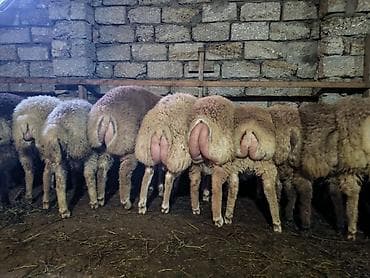 afçarka satışı: Quzular satılır.Super kökdülər.Kəsimlik və Damazlıq üçün əladır.26 — 4