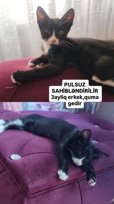 Pişiklər: Erkək, Yaxşı əllərə