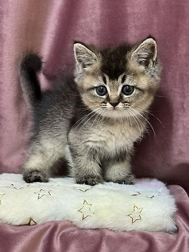 en gozel it adlari: Balaca pişik balaları – ev heyvanı üçün ideal yoldaş - Növ: ev — 4