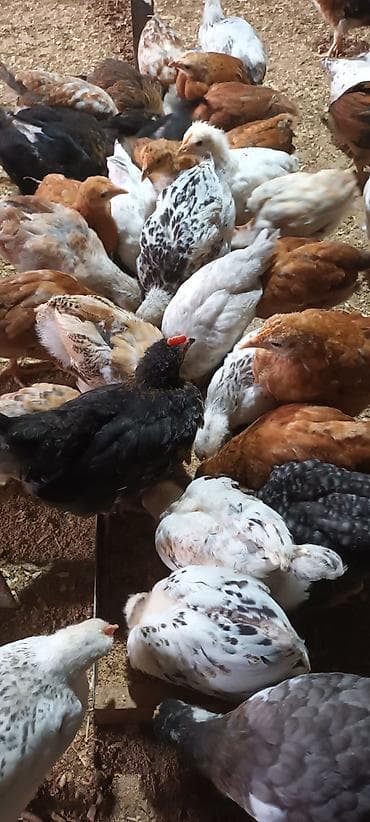 saso cücələri: Toyuq cücələri, Damazlıq, Pulsuz çatdırılma, Ödənişli çatdırılma — 7