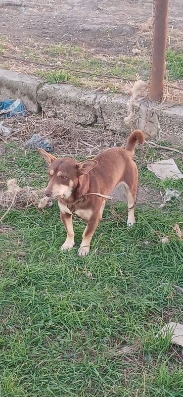 boyuk itler: 1 il, Erkek, Peyvəndli, Ödənişli çatdırılma — 5