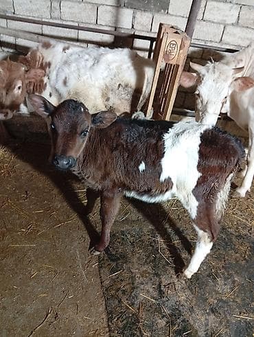 Птицы: Salam aleykum dishi danalardır qara alalar İvanovka di qırmızı sharol — 9