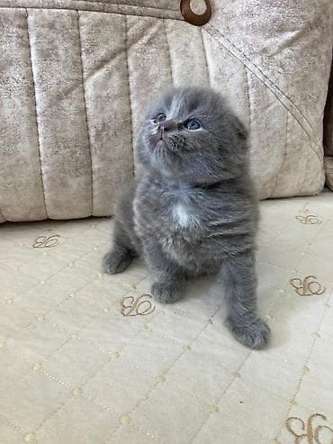 Şotland yastı qulaq