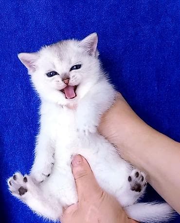 Pişiklər: Britan, Erkək, Yaxşı əllərə, Ünvandan götürmə — 8