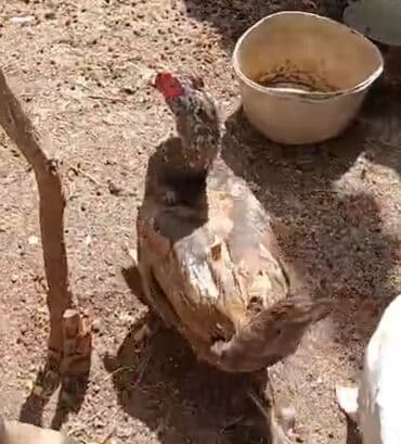 lal ordəklərin satışı: Erkək, | Lal ördək, Ətlik, Ünvandan götürmə — 2