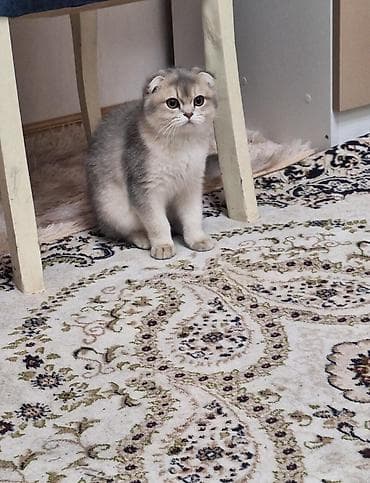 Pişiklər: Şotland — 4