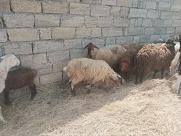 satdig quslar: Salam tam saglam heyvanlar satilir qoyun quzu keci cepis qoc kime ne — 5