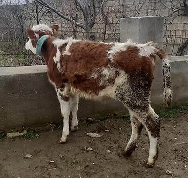 Птицы: Теленок, Самка, месяцев: 1, 100 кг, Для мяса, Самовывоз, Платная доставка — 5