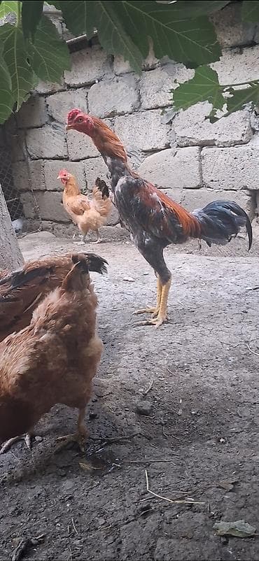 xoruz: Heyratı beçə satılır iyunda bir ili olacaq alan adam ayağını yoxluyub — 2