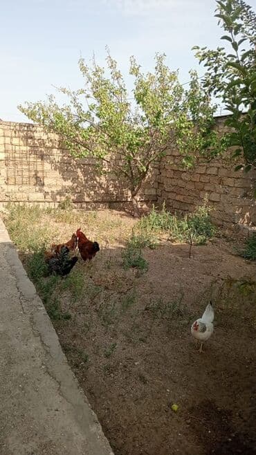 Qala qəs. 3 otaqlı, 90 kv. m, Kredit yoxdur, Yeni təmirli