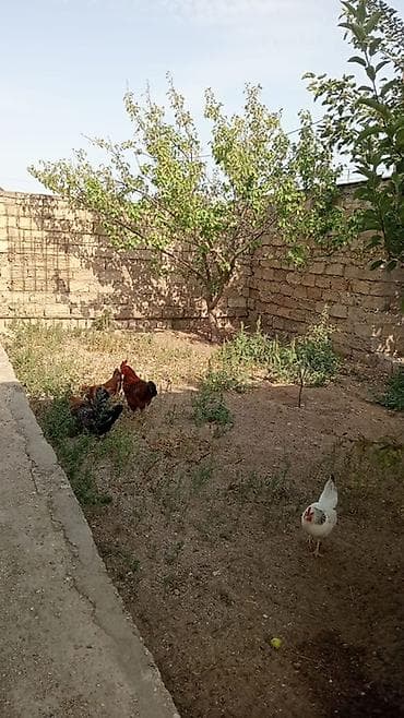 Продажа домов: Пос. Гала 3 комнаты, 90 м², Нет кредита, Свежий ремонт — 1