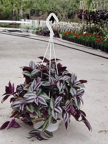 Дом и сад: Sallanan saksıda “Tradescantia zebrina” (təlxəkotu, Wandering Jew) — 2