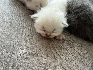 pisik cutlesme: Britan — 6