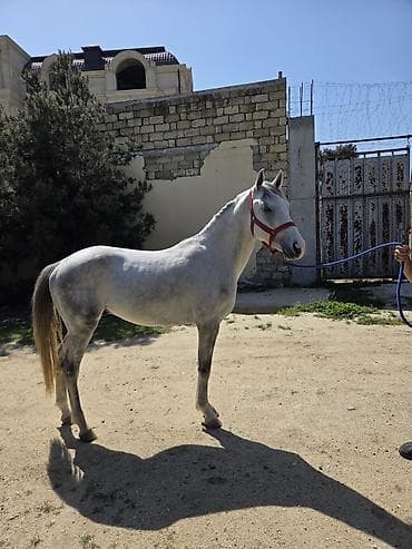 ərəb kecisi: Satisda ereb ingilis dilboz ati var heresininde ayri ayri qiymetleredi — 4
