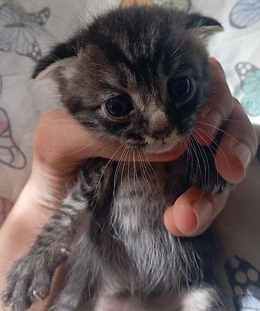 Britan yastı qulaq, Erkək, Yaxşı əllərə