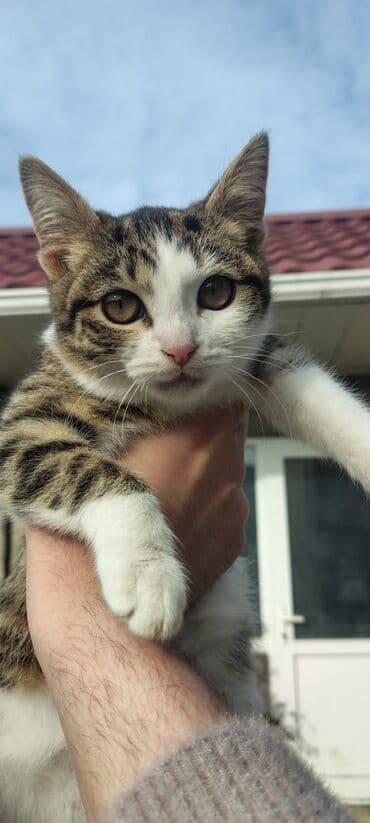 şotland pişiyi cutlesdirmek: Tabbi, Dişi, Yaxşı əllərə, Pulsuz çatdırılma — 3