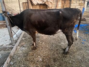 Inəklər, öküzlər: Bakı malıdı tovle malıdı keskılıkdı — 6