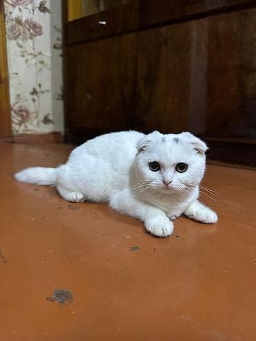 Şotland yastı qulaq, Dişi