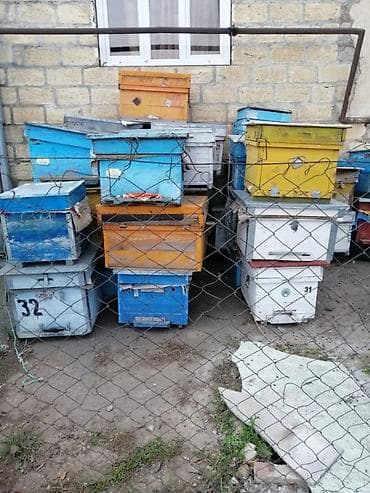 Arı yeşikləri satılır Gəncə şəhərində qiyməti yeşiyin vəzziyətinə