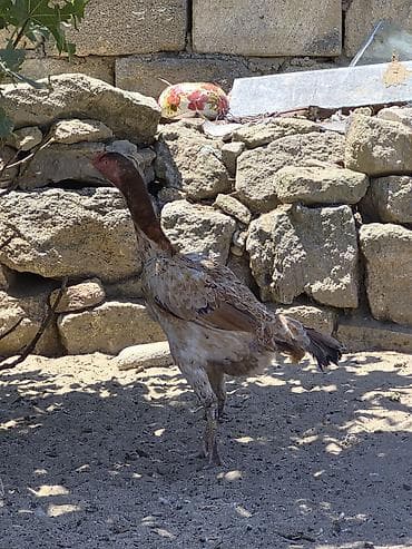 K/t heyvanları və malları: Toyuq, Damazlıq — 2