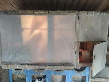 essek sekli: Korella (Cockatiel) cütləri və sürü – satılır - Növ: Korella — 2