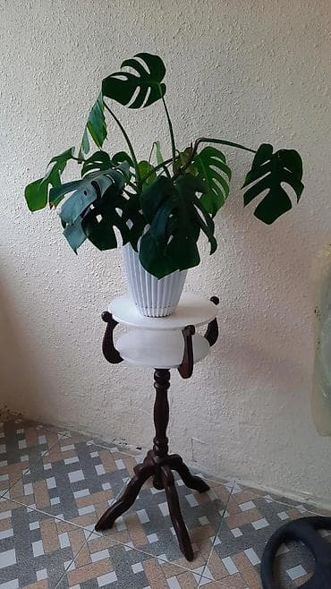 Monstera tebii saglam boyuyur icinde bir nece koku var artirmag olar