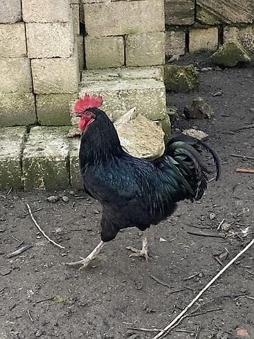 Avstrolop xoruzları var 4 ədəd .Hamısını götürənə 30 dan veriləcək