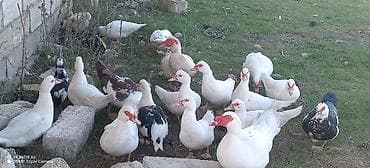 Quşlar: Erkək, | Lal ördək, Ətlik — 2