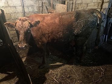 kend toyuqlari satisi: 2 ci qarin duye erkey balaynan 20 gundu dogub 15 litr temiz sud verir — 1