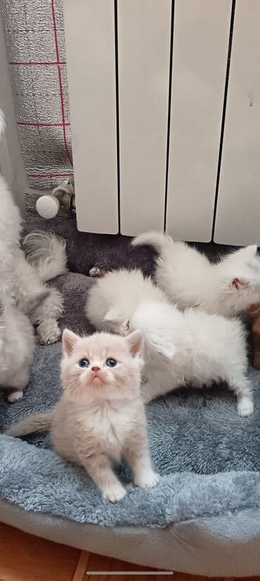 Toyota: Британская — 2