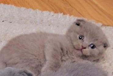 bərə çəkən: Şotland yastı qulaq — 7