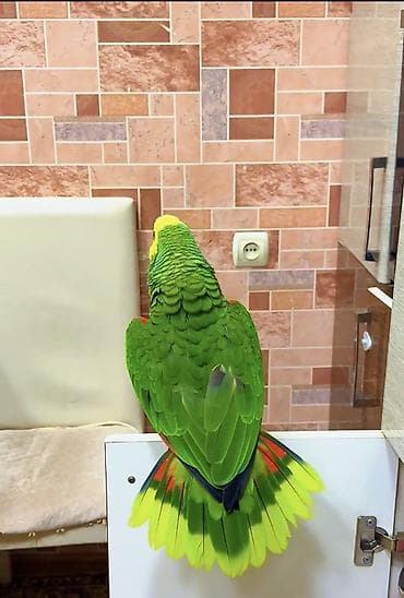 Птицы: Əvəla hər vaxtıvız xeir olsun.Heyvannan başı çıxanlar narahat eləsin — 9